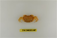 藏品(扁足澤蟹)的圖片